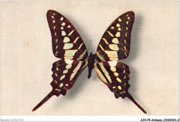 AJXP9-0888 - ANIMAUX - PAPILIO ANTHEUS - Farfalle