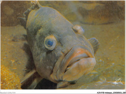 AJXP10-1038 - ANIMAUX - MUSEE OCEANOGRAPHIQUE DE MONACO - Merou - Epinephelus Gigas - Fish & Shellfish