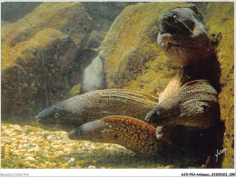 AJXP10-1019 - ANIMAUX - MUSEE OCEANOGRAPHIQUE DE MONACO - MURENES - Fish & Shellfish