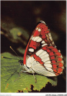 AJXP10-1008 - ANIMAUX - Limenitis Anonyma Lewis - Blauschiller - Farfalle