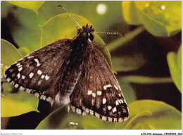 AJXP10-1005 - ANIMAUX - Pyrgus Sidae Esp - Dickkopffalter - Papillons