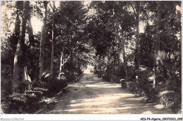 AESP4-ALGERIE-0341 - SIDI-BEL-ABBES - Une Allée Du Jardin Public  - Sidi-bel-Abbès