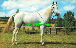 R578000 Horse - Monde