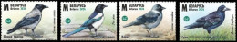 BELARUS 2024 FAUNA Animals. Birds. Corvids CROW MAGPIE - Fine Set MNH - Wit-Rusland