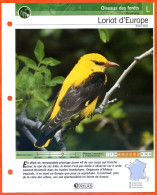 LORIOT D'EUROPE Oiseau Illustrée Documentée  Animaux Oiseaux Fiche Dépliante - Animales