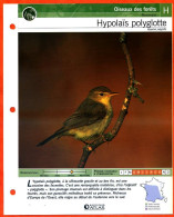 HYPOLAIS POLYGLOTTE Oiseau Illustrée Documentée  Animaux Oiseaux Fiche Dépliante - Animaux