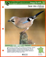 GEAI DES CHENES Oiseau Illustrée Documentée  Animaux Oiseaux Fiche Dépliante - Dieren