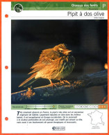 PIPIT A DOS OLIVE Oiseau Illustrée Documentée  Animaux Oiseaux Fiche Dépliante - Dieren