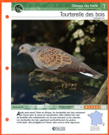 TOURTERELLE DES BOIS Oiseau Illustrée Documentée  Animaux Oiseaux Fiche Dépliante - Animales