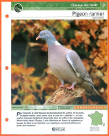 PIGEON RAMIER Oiseau Illustrée Documentée  Animaux Oiseaux Fiche Dépliante - Tiere