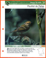 POUILLOT DE PALLAS  Oiseau Illustrée Documentée  Animaux Oiseaux Fiche Dépliante - Animali