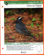 GRIVE DE SIBERIE Oiseau Illustrée Documentée  Animaux Oiseaux Fiche Dépliante - Animales