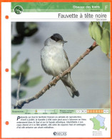 FAUVETTE A TETE NOIRE Oiseau Illustrée Documentée  Animaux Oiseaux Fiche Dépliante - Dieren