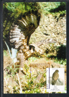 PORTUGAL AZZORRE AZORES AçORES 1988 BIRDS BUTEO BIRD 100e MAXIMUM MAXI CARD CARTE - Azores