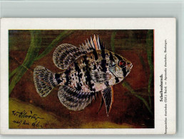 13021506 - Fische Sign W. Schroeder - Scheibenbarsch - Vissen & Schaaldieren