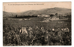 Les Vendanges Dans Les Coteaux Du Minervois - Autres & Non Classés