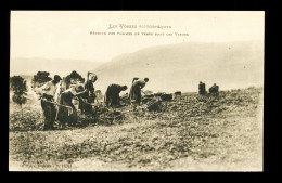 88 Vosges Agriculture Recolte Des Pommes De Terre Dans Les Vosges - Cultivation