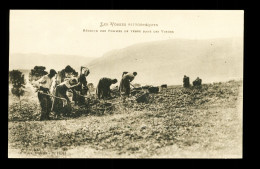 88 Vosges Agriculture Recolte Des Pommes De Terre Dans Les Vosges - Cultures