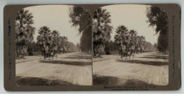 ETATS UNIS #PP1317 USA RIVERSIDE AVENUE DES MAGNOLIA CALIFORNIE 1900 - Photos Stéréoscopiques