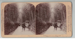 JAPON JAPAN #PP1344 KYOTO VUE DE BAMBOO GROVE POUSSE POUSSE 1900 - Stereoscopic