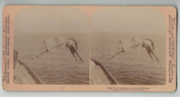 ETATS UNIS #PP1327 CONEY ISLAND MISS WARD PLUS GRANDE PLONGEUSE 1889 - Stereoscopic