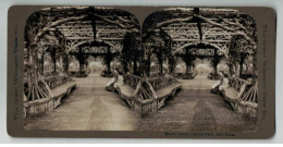 ETATS UNIS #PP1322 NEW YORK BOSQUET RUSTIQUE ARBRE CENTRAL PARK 1900 - Stereoscopic