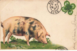 COCHONS #MK41586 COCHON QUI MANGE DE LHERBE TREFLES - Schweine