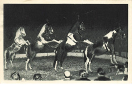 SPECTACLE #MK43816 LA PYRAMIDE A QUATRE CHEVAUX MAITRE ECUYER AL GRUSS - Circo