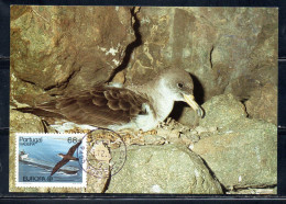 MADERA MADEIRA 1986 EUROPA CEPT GREAT SHEARWATER 68.50e MAXI MAXIMUM CARD CARTE - Madère