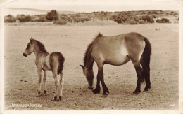 ANIMAUX #SAN47237 DARTMOOR PONIES JUMENT AVEC SON POULAIN - Horses