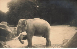 ANIMAUX #SAN47232BIS ELEPHANT MARCHANT SUR DU SABLE CARTE PHOTO - Elephants