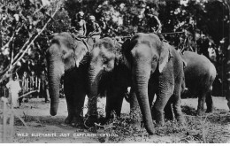 SRI LANKA #FG50522 WILD ELEPHANTS JUST CAPTURED CEYLON CEYLAN - Indonesia
