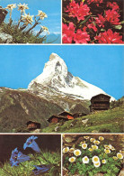 SUISSE - Switzerland - Le Cervin -Gentlanes - Renoncule Des Glaciers - Multi-vues De Différents Endroits - Carte Postale - Viège