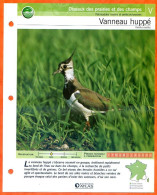 VANNEAU HUPPE Oiseau Illustrée Documentée  Animaux Oiseaux Fiche Dépliante - Tiere