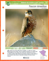 FAUCON EMERILLON Oiseau Illustrée Documentée  Animaux Oiseaux Fiche Dépliante - Animali