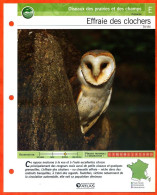 EFFRAIE DES CLOCHERS Oiseau Illustrée Documentée  Animaux Oiseaux Fiche Dépliante - Dieren