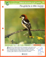 PIE GRIECHE A TETE ROUSSE Oiseau Illustrée Documentée  Animaux Oiseaux Fiche Dépliante - Animals