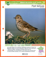 PIPIT FARLOUSE Oiseau Illustrée Documentée  Animaux Oiseaux Fiche Dépliante - Animali