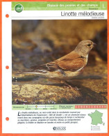 LINOTTE MELODIEUSE Oiseau Illustrée Documentée  Animaux Oiseaux Fiche Dépliante - Animales