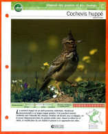 COCHEVIS HUPPE Oiseau Illustrée Documentée  Animaux Oiseaux Fiche Dépliante - Tiere