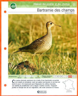 BARTRAMIE DES CHAMPS Oiseau Illustrée Documentée  Animaux Oiseaux Fiche Dépliante - Animals