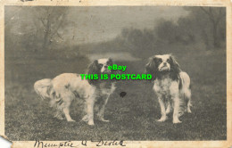 R587611 Dogs. S. Hildesheimer. Blenheim Spaniels. 1905 - Wereld