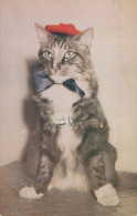 KATZE Vintage Ansichtskarte Postkarte CPSMPF #PKG921.DE - Katzen