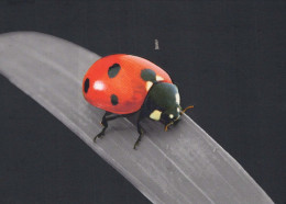 INSEKTEN Tier Vintage Ansichtskarte Postkarte CPSM #PBS480.DE - Insectos