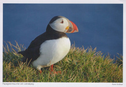 VOGEL Tier Vintage Ansichtskarte Postkarte CPSM #PBR627.DE - Birds