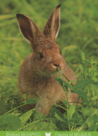 KANINCHEN Tier Vintage Ansichtskarte Postkarte CPSM #PBR040.DE - Sonstige & Ohne Zuordnung