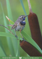 VOGEL Tier Vintage Ansichtskarte Postkarte CPSM #PAN372.DE - Vogels