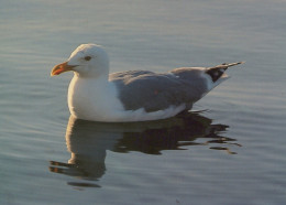 VOGEL Tier Vintage Ansichtskarte Postkarte CPSM Unposted #PAM690.DE - Vogels