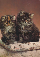 KATZE MIEZEKATZE Tier Vintage Ansichtskarte Postkarte CPSM #PAM307.DE - Katzen