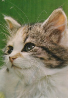 KATZE MIEZEKATZE Tier Vintage Ansichtskarte Postkarte CPSM #PAM062.DE - Cats